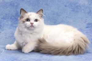 Grand Champion Rosehillrags Misty Mountain Hop